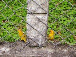 Beautiful Birds Beautiful Birds