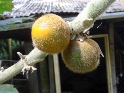 Lulo (Fruit) Lulo (Fruit)