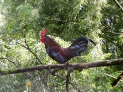 Rooster Climbing A Tree Rooster Climbing A Tree