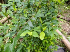 Coca Plant Coca Plant