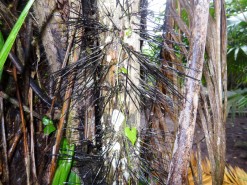 A Tree With Spikes