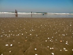 Atacames - Seashells On The Beach