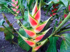 Beautiful Flowers