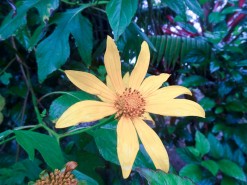 Beautiful Flowers