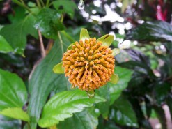 Beautiful Flowers