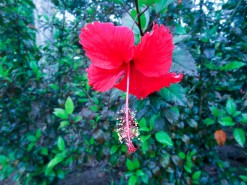 Beautiful Flowers