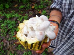 Cacao - The Inside