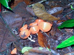 Colorful Mushrooms