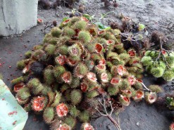 Hair Dye Plant