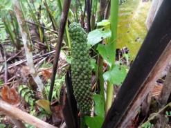 Interesting Plant