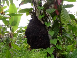 Termite Mound In A Tree