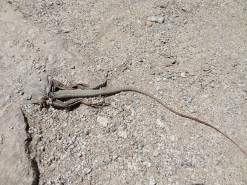 A Half Eaten Lizard Along The Way