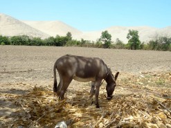 Desert Always Close By Desert Always Close By