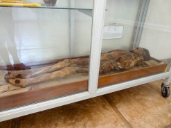 Mummy In The Museum Mummy In The Museum