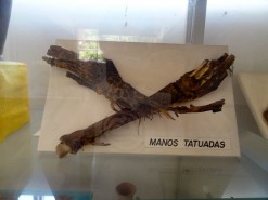 Tattooed Mummified Hands In The Museum Tattooed Mummified Hands In The Museum