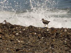 The Beach