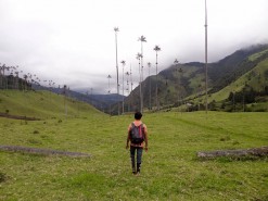 Alone In The Cocora Valley Alone In The Cocora Valley