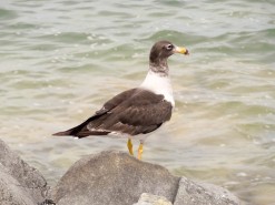 A Duck