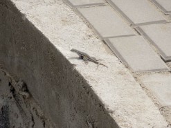 A Lizard