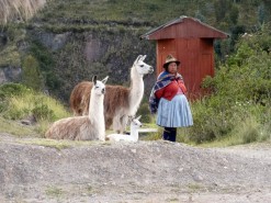 A Woman With Her Llamas