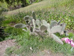 Beautiful Cactus