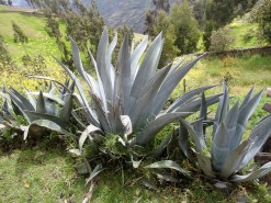 Beautiful Plant