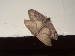 Connected Moths
