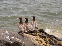 Cool Birds