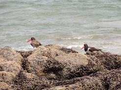 Cool Birds