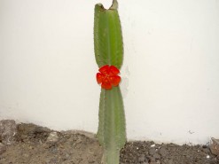Desert Cactus And Flower