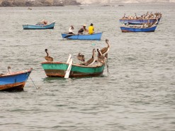 Fishermen And Seagulls