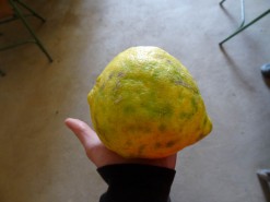 Gigantic Lemon