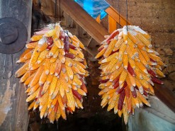Peruvian Corn