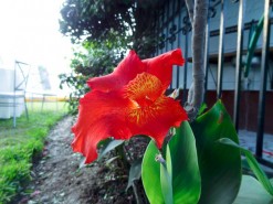 Beautiful Vegetation