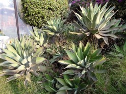 Beautiful Vegetation