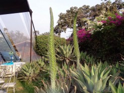 Beautiful Vegetation