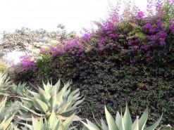 Beautiful Vegetation