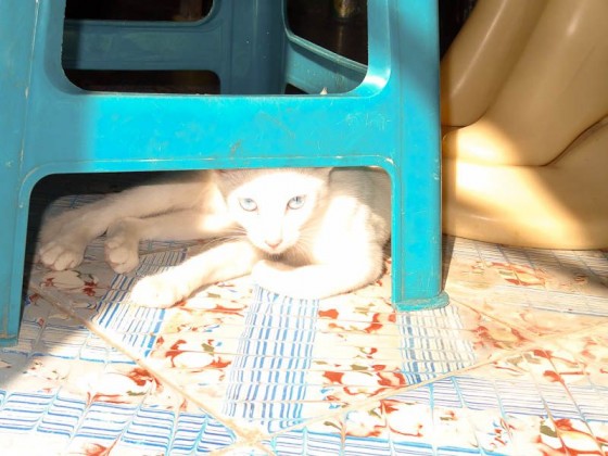 Cat - Yoloaiquin, El Salvador
