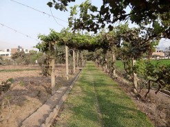 Farm