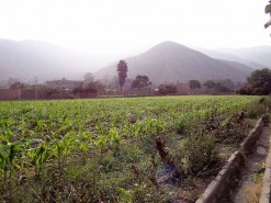 Farm