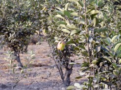 Farm - Apple