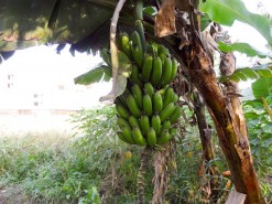 Farm - Bananas