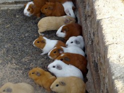 Farm - Guinea Pigs