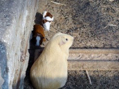 Farm - Guinea Pigs