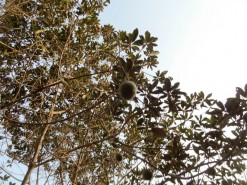 Farm - Lucuma