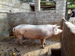 Farm - Pig