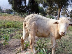Farm - Poor Sheep!!