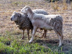 Farm - Sheep
