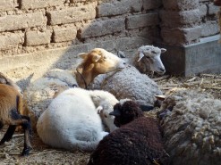 Farm - Sheep