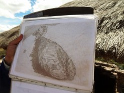 In The Shape Of A Partridge